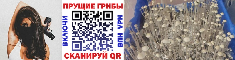 Псилоцибиновые грибы прущие грибы  Велиж 